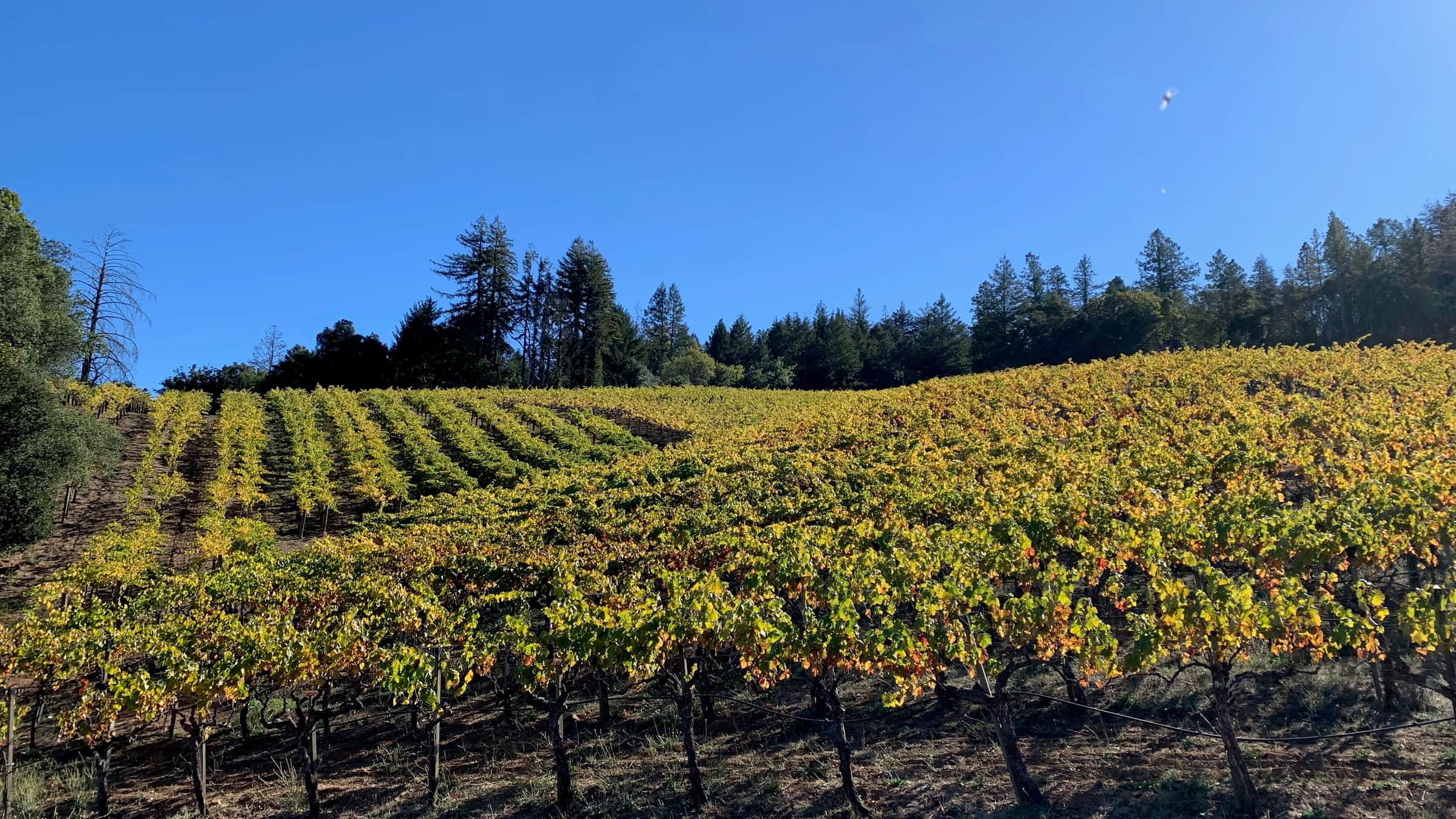 Hillside vineyard rows turning gold in the late-afternoon light